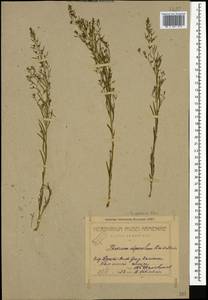 Thesium ramosum Hayne, Caucasus, Armenia (K5) (Armenia)