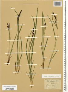 Carex acuta L., Caucasus, Armenia (K5) (Armenia)