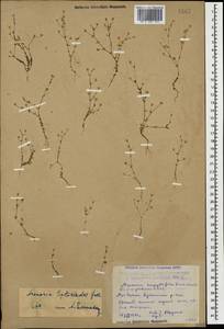 Arenaria leptoclados (Rchb.) Guss., Caucasus, Dagestan (K2) (Russia)