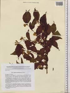 Lonicera maackii (Rupr.) Maxim., Siberia, Russian Far East (S6) (Russia)
