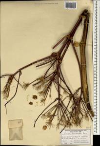 Prangos asperula subsp. haussknechtii (Boiss.) Herrnst. & Heyn, South Asia, South Asia (Asia outside ex-Soviet states and Mongolia) (ASIA) (Iran)