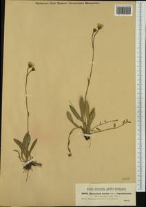 Pilosella acutifolia subsp. acutifolia, Western Europe (EUR) (Czech Republic)