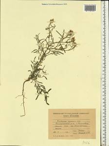 Centaurea arenaria M. Bieb. ex Willd., Eastern Europe, Moldova (E13a) (Moldova)