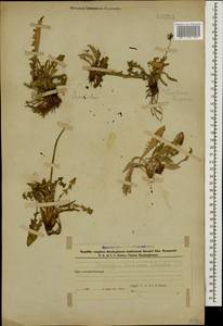 Taraxacum confusum Schischk., Caucasus, Azerbaijan (K6) (Azerbaijan)