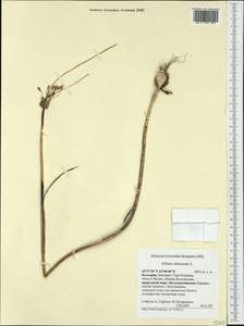 Allium oleraceum L., Western Europe (EUR) (Bulgaria)