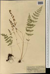 Cystopteris fragilis (L.) Bernh., Mongolia (MONG) (Mongolia)