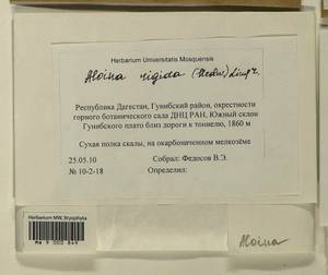 Aloina rigida (Hedw.) Limpr., Bryophytes, Bryophytes - North Caucasus & Ciscaucasia (B12) (Russia)