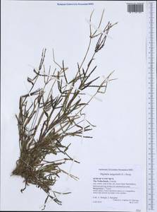 Digitaria sanguinalis (L.) Scop., Western Europe (EUR) (Netherlands)