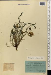Astragalus monspessulanus, Caucasus, Armenia (K5) (Armenia)