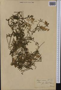 Vicia villosa subsp. varia (Host)Corb., Western Europe (EUR) (Switzerland)