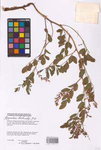 Glycyrrhiza uralensis Fisch. ex DC., Middle Asia, Caspian Ustyurt & Northern Aralia (M8) (Kazakhstan)