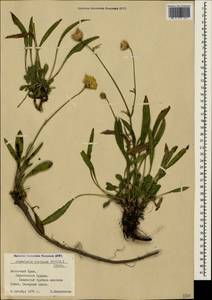 Cephalaria coriacea (Willd.) Roem. & Schult. ex Steud., Crimea (KRYM) (Russia)