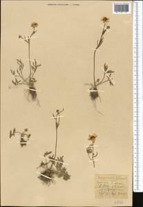 Ranunculus sewerzowii Regel, Middle Asia, Kopet Dag, Badkhyz, Small & Great Balkhan (M1) (Turkmenistan)