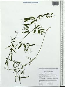 Lathyrus palustris L., Siberia, Baikal & Transbaikal region (S4) (Russia)