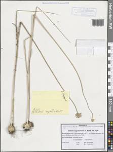 Allium regelianum A.K.Becker, Eastern Europe, Central forest-and-steppe region (E6) (Russia)