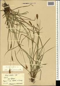 Carex distans L., Crimea (KRYM) (Russia)