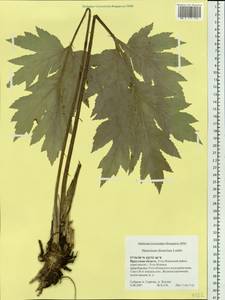 Heracleum dissectum Ledeb., Siberia, Baikal & Transbaikal region (S4) (Russia)