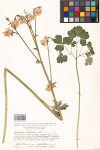 Aquilegia vulgaris L., Eastern Europe, Moscow region (E4a) (Russia)