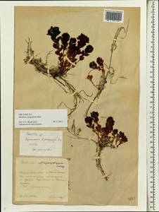 Rhodiola integrifolia, Siberia, Chukotka & Kamchatka (S7) (Russia)