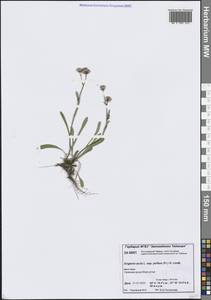 Erigeron politus Fr., Siberia, Central Siberia (S3) (Russia)