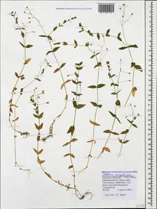 Stellaria anagalloides C. A. Mey. ex Rupr., Caucasus, Stavropol Krai, Karachay-Cherkessia & Kabardino-Balkaria (K1b) (Russia)