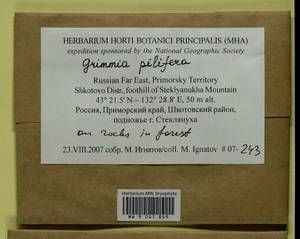 Grimmia pilifera P. Beauv., Bryophytes, Bryophytes - Russian Far East (excl. Chukotka & Kamchatka) (B20) (Russia)