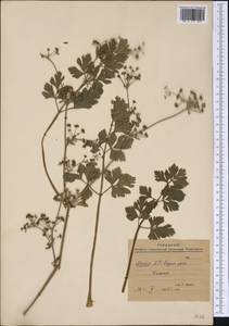 Apiaceae, America (AMER) (Mexico)