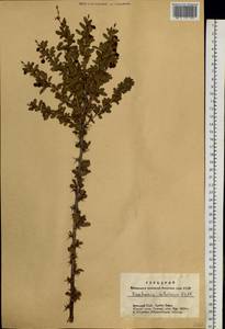 Berberis sibirica Pall., Siberia, Altai & Sayany Mountains (S2) (Russia)