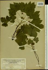 Rubus humulifolius C. A. Mey., Eastern Europe, Central forest region (E5) (Russia)