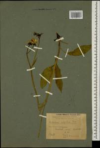 Hieracium lachenalii subsp. cruentifolium (Dahlst. & Lübeck ex Dahlst.) Zahn, Caucasus, Krasnodar Krai & Adygea (K1a) (Russia)