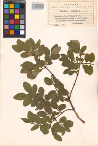 Lonicera caerulea L., Eastern Europe, North-Western region (E2) (Russia)