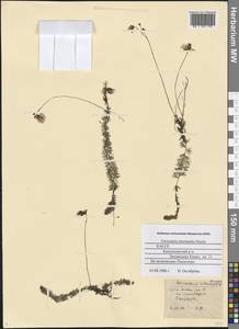 Utricularia intermedia Hayne, Eastern Europe, Northern region (E1) (Russia)