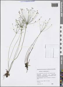 Androsace septentrionalis L., Siberia, Baikal & Transbaikal region (S4) (Russia)