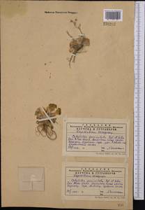 Rosularia radicosa (Boiss. & Hohen.) Eggli, Middle Asia, Western Tian Shan & Karatau (M3) (Kazakhstan)