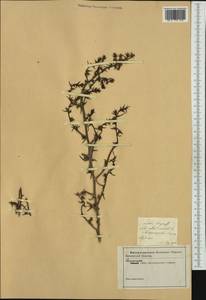 Salsola tragus L., Western Europe (EUR) (Italy)