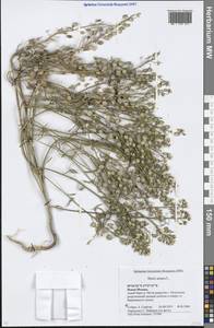 Iberis amara L., Eastern Europe, Moscow region (E4a) (Russia)
