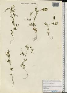 Vicia tetrasperma (L.)Schreb., Eastern Europe, Northern region (E1) (Russia)