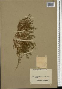 Arenaria serpyllifolia L., Caucasus, Armenia (K5) (Armenia)