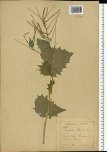 Alliaria petiolata (M.Bieb.) Cavara & Grande, Eastern Europe, Central forest-and-steppe region (E6) (Russia)