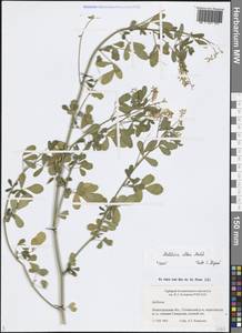 Melilotus albus Medik., Eastern Europe, North-Western region (E2) (Russia)