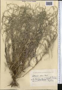 Artemisia maritima subsp. maritima, Middle Asia, Caspian Ustyurt & Northern Aralia (M8) (Kazakhstan)