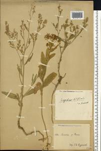 Lepidium latifolium L., Eastern Europe, Lower Volga region (E9) (Russia)