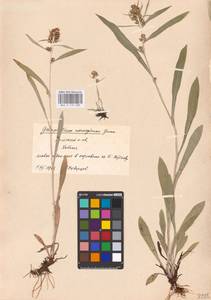 Omalotheca norvegica (Gunnerus) Sch. Bip. & F. W. Schultz, Eastern Europe, Northern region (E1) (Russia)