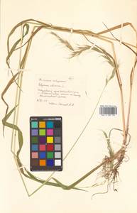 Elymus sibiricus L., Siberia, Russian Far East (S6) (Russia)