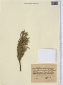 Sequoiadendron giganteum (Lindl.) J.T. Buchholz, America (AMER) (United States)