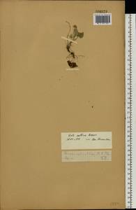 Viola collina Besser, Eastern Europe, Volga-Kama region (E7) (Russia)