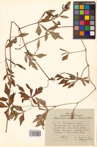 Ampelopsis japonica (Thunb.) Makino, Siberia, Russian Far East (S6) (Russia)