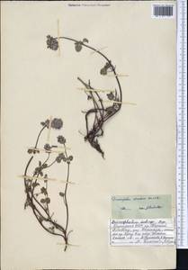Dracocephalum stamineum Kar. & Kir., Middle Asia, Northern & Central Tian Shan (M4) (Kyrgyzstan)