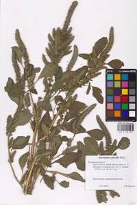 Amaranthus powellii S. Watson, Eastern Europe, Central region (E4) (Russia)