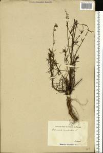 Artemisia campestris L., Eastern Europe, Estonia (E2c) (Estonia)